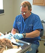 Dr, Kimberlin working on a cat