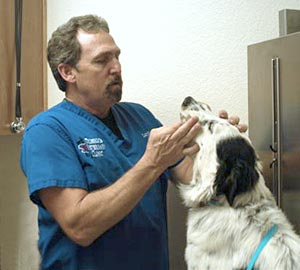 Dr. Kimberlin examines a dog's teeth